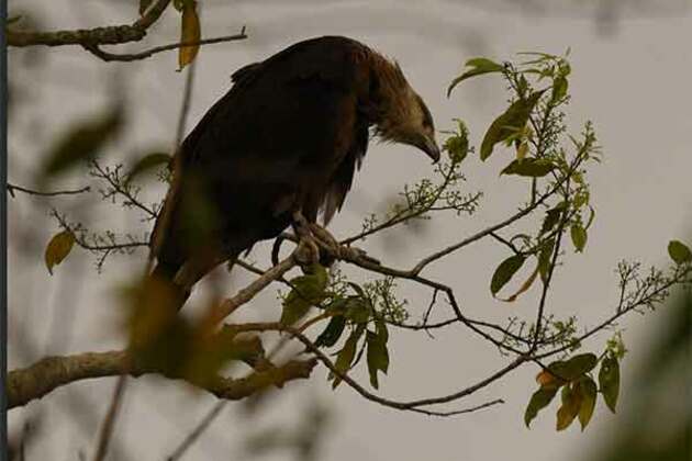 Endangered eagle from Mongolia returns to Assam's Kaziranga to breed, 5th year in a row