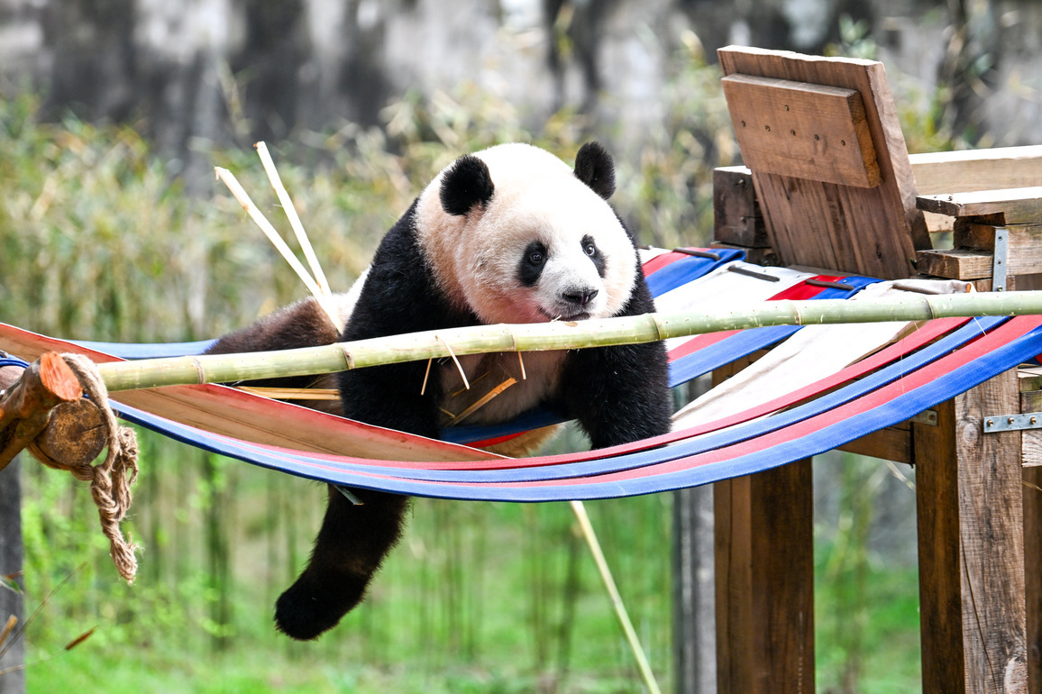 CHINA-CHONGQING-ZOO-GIANT PANDAS (CN)