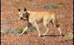  New lure odours could be promising for wild dog control in WA. 