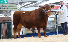 South Devons peak at 10,000gns at Exeter