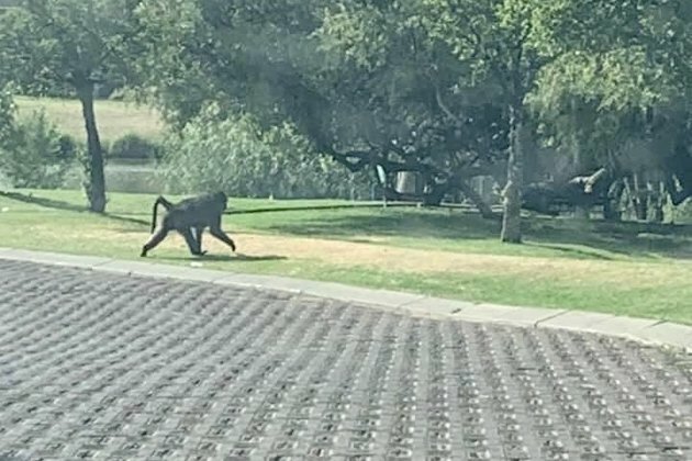 Baboon roaming northern Joburg captured at Sandton hotel
