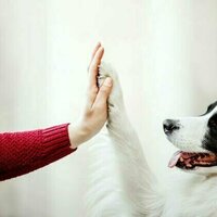 Can AI teach us how animals think?