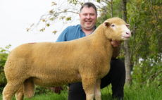 Dorsets sell to 4,000gns at May Fair at Exeter