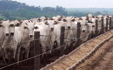 Government urged to follow Norway and EU lead on banning Brazilian meat