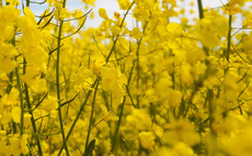 Small barley and OSR crops fail to lift prices