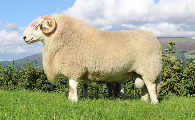 Talybont ram which sold for 26,000gns