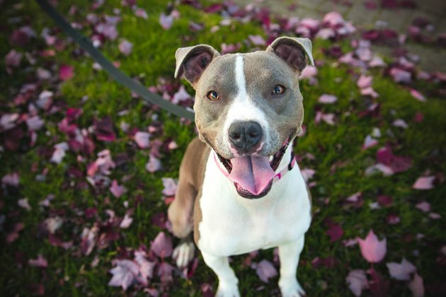 To pat or not to pat? How to keep interactions between kids and dogs safe