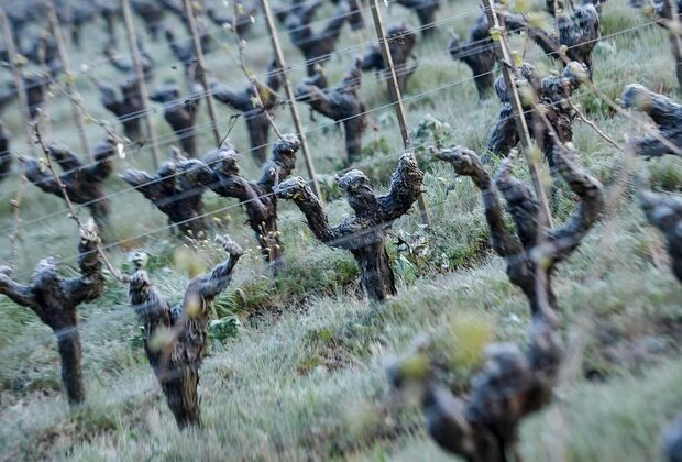 French winegrowers hit by rare frost brace for bleak harvest