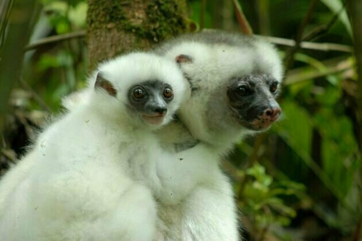 Lemurs can help save Madagascan forests, but first we need to protect them
