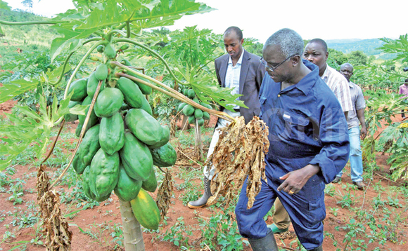 Robert Kabushenga naye mulimi. Wano yali alambuza Omukama Oyo Nyimba Kabamba Iguru, ennimiro ye ey’amapaapaali. Robert Kabushenga naye mulimi. Wano yali alambuza Omukama Oyo Nyimba Kabamba Iguru, ennimiro ye ey’amapaapaali.
