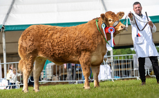 Northumberland County Show: Limousin heifer crowned inter-breed beef champion 