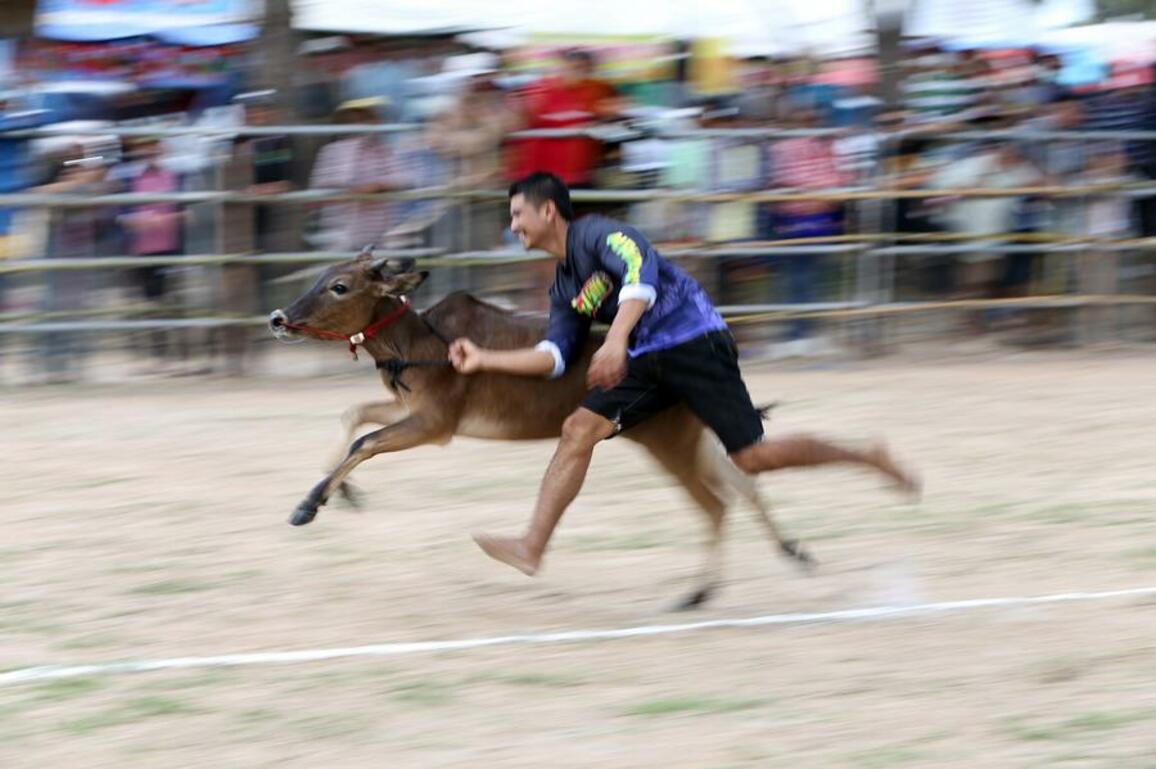 Asia Album: Ox cart race in Phetchaburi, Thailand