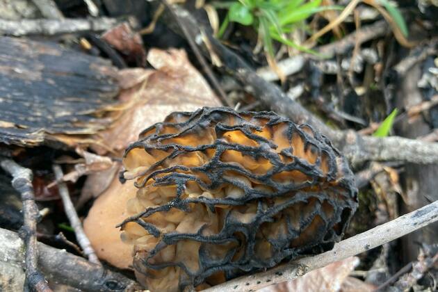 Brown- How little fish and secret mushrooms can salve Minnesotas culture wars