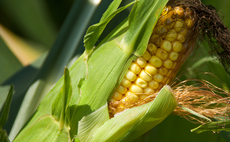 What the 2025 maize season has taught farmers for future crops