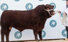 Luing breed record of 25,000gns set at Castle Douglas