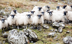 Blackface wool set to make clothing comeback