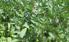 Boosting bean production at centre of new Defra-funded project