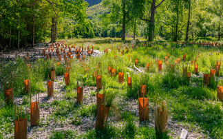 'Tremendous potential': How cities, states, and regions are harnessing nature to boost climate resilience