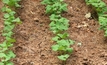 Wind erosion cutting agriculture production