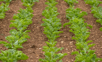 Spring weed control: Meeting the challenges of sugar beet weed control