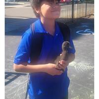 Vang- In this chaotic world, my family and I have found comfort and joy in ... our pet ducks