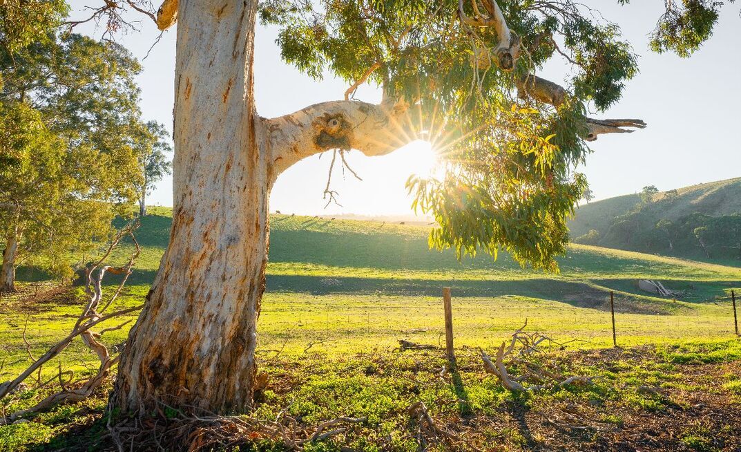 Australian farmland values have risen for the 12th consecutive year.