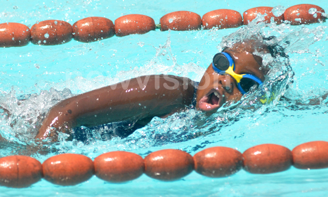Daffodils are national swimming champions Daffodils are national swimming champions