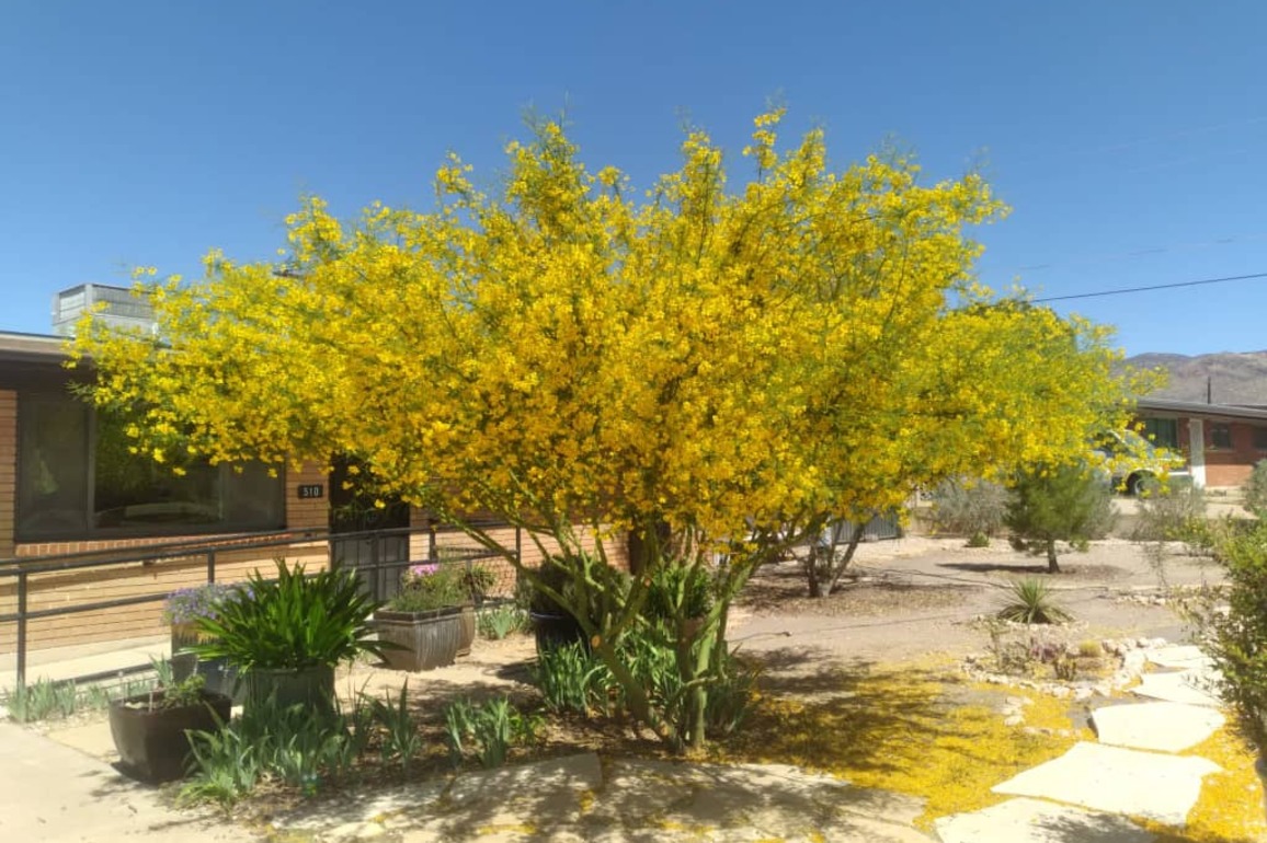 Palo Verde, Bisbee, Arizona, USA - Photo of the Day - Havana Times