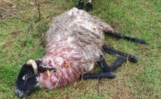 Dog owner fined after livestock worrying incident in Cheshire
