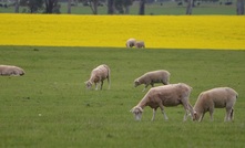 The WA ag minister has been accused on failing to stand up for the state's sheep producers. Picture Mark Saunders.