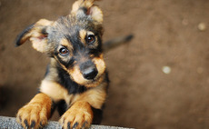 Omers Ventures leads €18.5m series-B for FirstVet