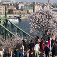 HUNGARY-BUDAPEST-ALMOND BLOSSOMS