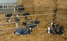 Scour is the top cause of death in calves under onemonth-old