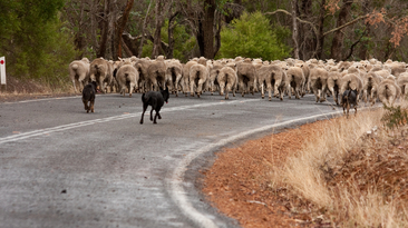 The Australian Government is seeking someone to advocate for its live sheep export phase out- a job ALEC describes as a poisoned chalice. 