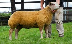 Foxhill flock tops Charollais at 16,000gns