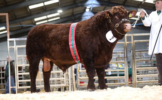 Knowstone Plum, 9,000gns