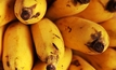 Banana disease fury unleashed