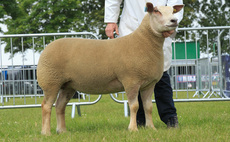 Dalby Charolais claim third sheep supreme in a row at Lincolnshire Show