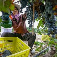 Farmers gain precision edge with AI smart glasses