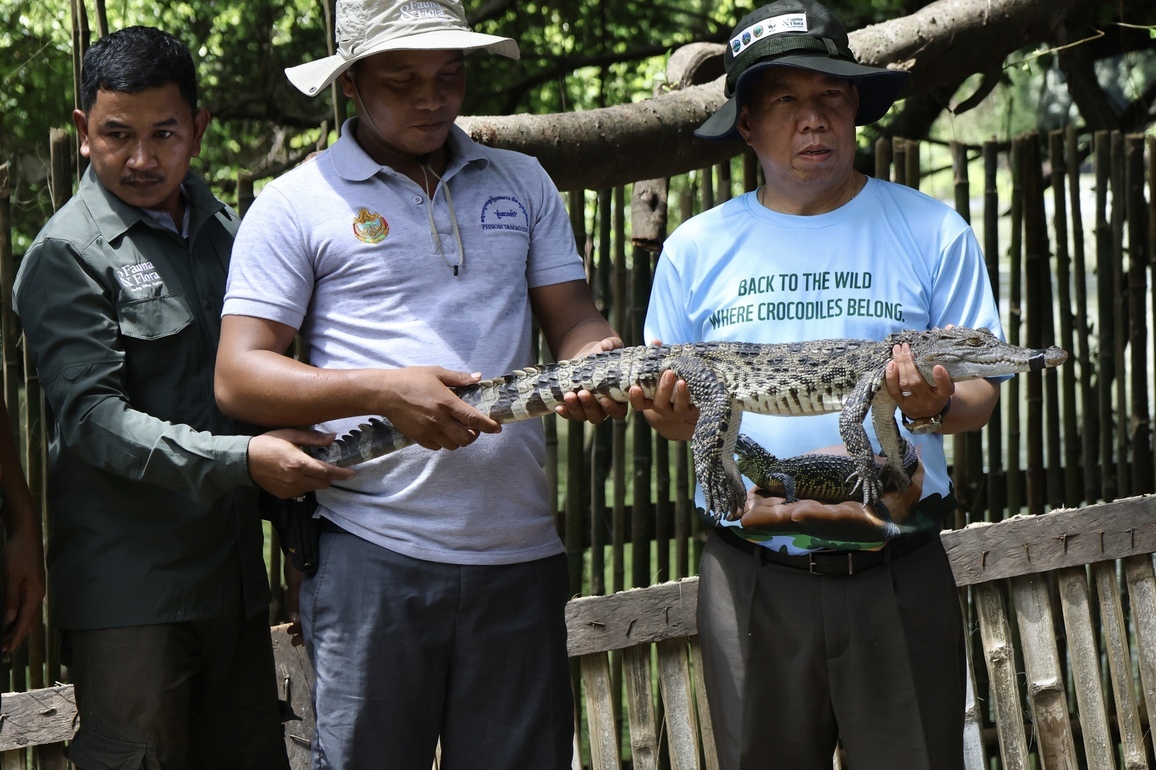 CAMBODIA-MONDULKIRI-SIAMESE CROCODILES-RELEASE