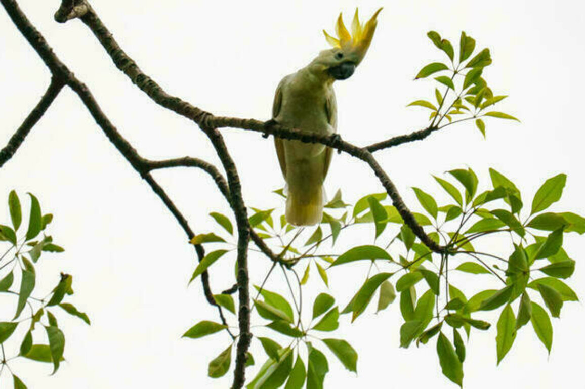 HK scientist puts hope in nest boxes to save endangered cockatoos