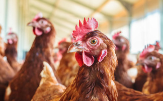 Early warning system for poultry farms