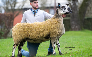 Carry House flock sets a new Bluefaced Leicester female record