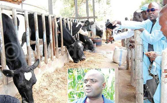 Ente ezisangibwa ku Bulamu Farm. Mu katono ye nnannyini ffaamu, Aloysius Lubega. Ente ezisangibwa ku Bulamu Farm. Mu katono ye nnannyini ffaamu, Aloysius Lubega.