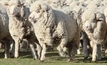 Antibiotic resistance and the sheep industry