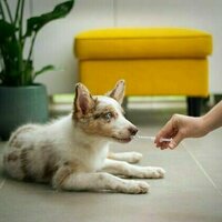 Yes, vets sometimes prescribe human drugs to pets. But don't try it at home