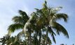 Pacific Islanders to utilise a lovely bunch of coconuts