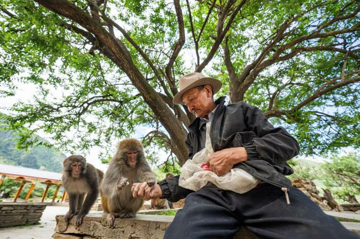 InXizang | Twenty-five years of love: Tibetan Grandpa guards wild macaques