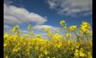 High canola prices may lead to record plantings this year.