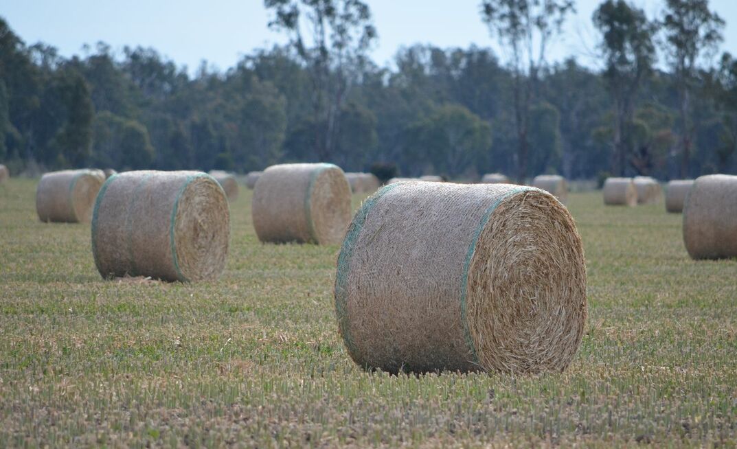 Hay prices have risen significantly in recent weeks, as farmers desperately seek feed. 